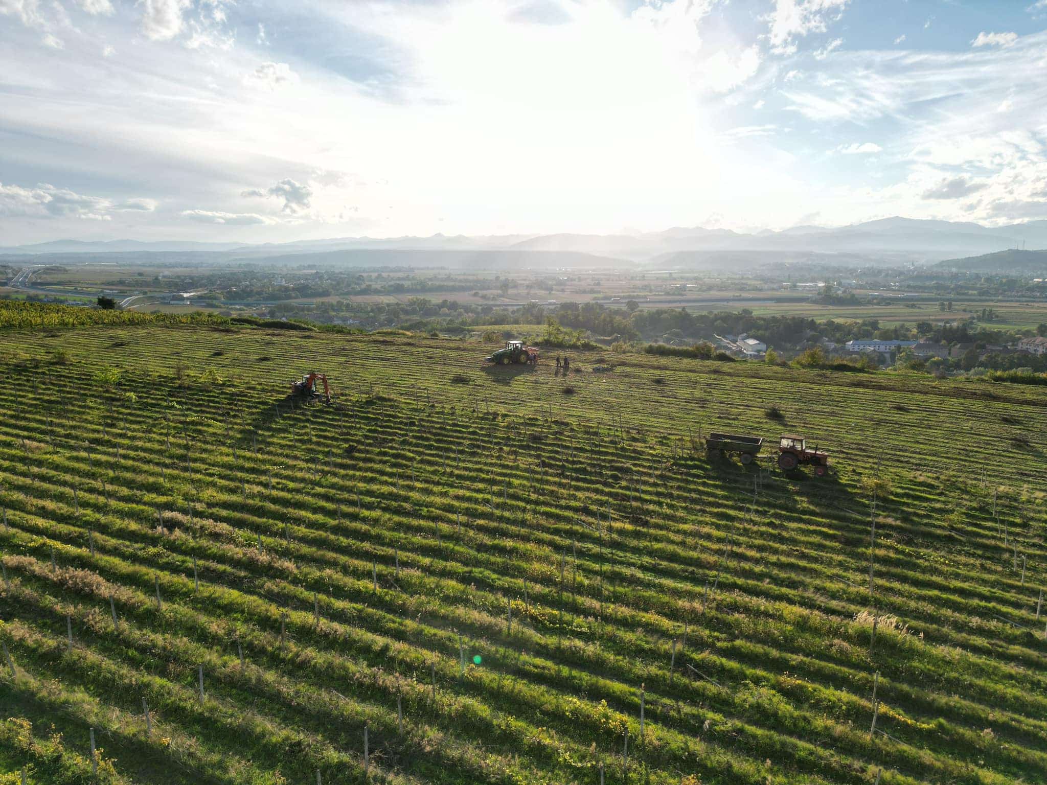 You are currently viewing Vinul de Ciumbrud: Despre Pivnita Savu si Ducesa din Transilvania, un roze spectacol!