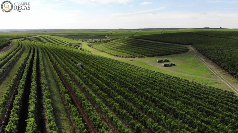 Read more about the article Recas, un campion si un vin editie limitata, dedicat colectionarilor si pasionatilor